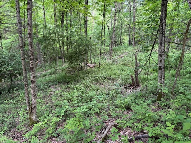 Grote Rd, Concord, NY 14141