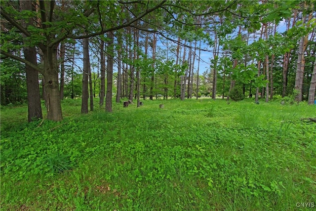 6341 Number Four Rd, Watson, NY 13367 - view of yard