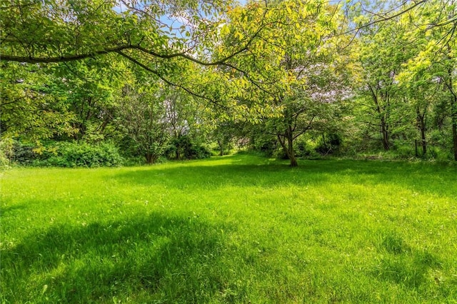 4411 Williamson Rd, Marion, NY 14505 - view of yard with a forest view