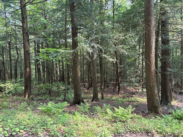Spring Rd S, Ossian, NY 14437