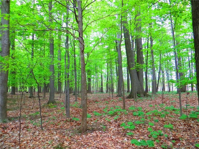 6 Barben Cir, Mendon, NY 14506 - view of wooded area