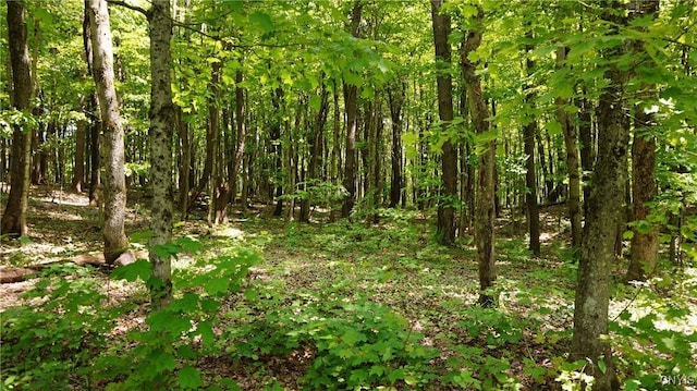 1507 Keeney Ln, Osceola, NY 13437 - view of woods