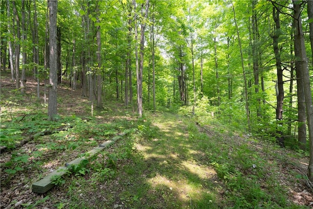 7848 Cold Springs Rd, Urbana, NY 14810 - view of tree filled area