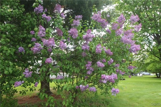 1 Carol Dr, Adams, NY 13605 - view of green lawn