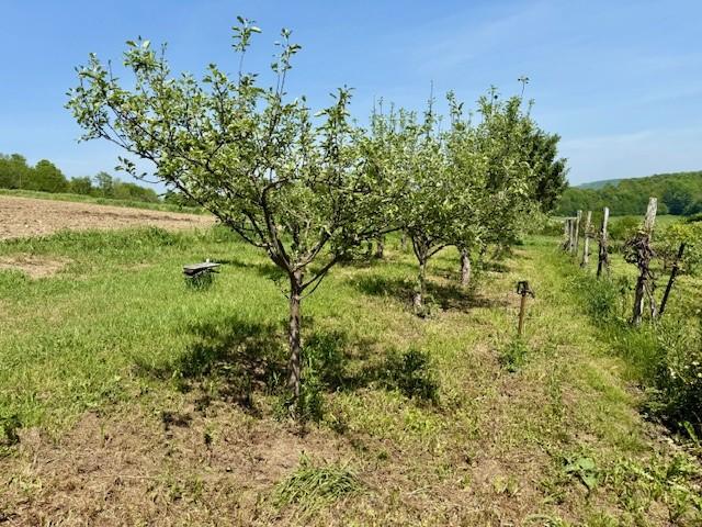 251 Pearsall Rd, Westford, NY 12155 - view of local wilderness with rural landscape