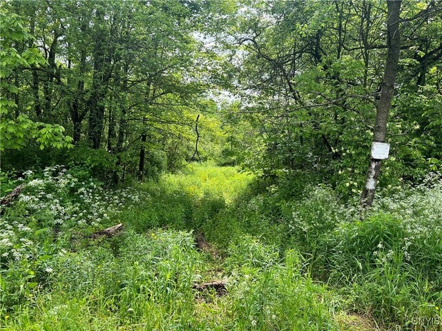 Searls Rd, Homer, NY 13045 - photo 8