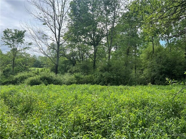 Searls Rd, Homer, NY 13045 - photo 10