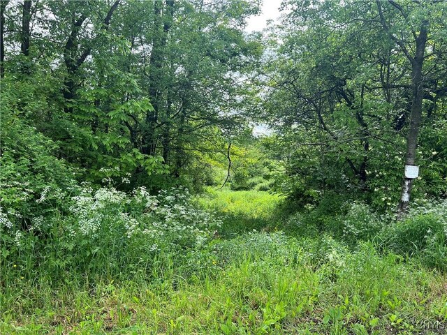 Searls Rd, Homer, NY 13045 - photo 11