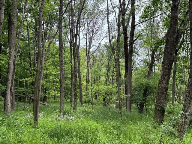 1604 Moland Rd, Alfred, NY 14803 - view of wooded area