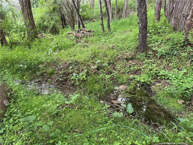 1604 Moland Rd, Alfred, NY 14803 - view of local wilderness