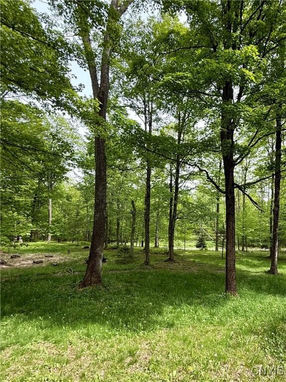 3805 State Highway 80, Columbus, NY 13460 - view of local wilderness