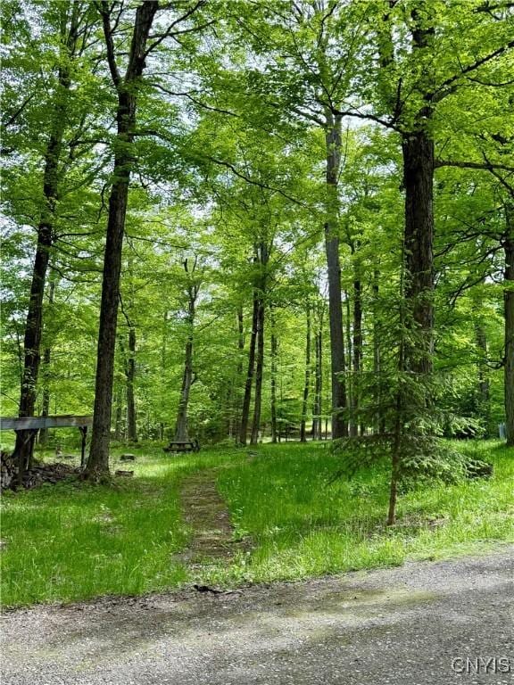 3805 State Highway 80, Columbus, NY 13460 - view of tree filled area