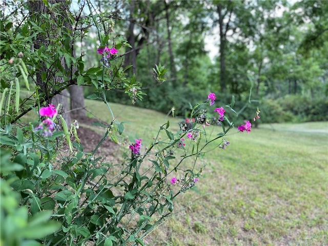 3921 State Route 226, Tyrone, NY 14837 - view of grassy yard