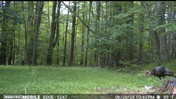 0 Nunda-Byersville Rd, West Sparta, NY 14437 - photo 18