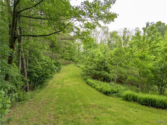 217 Sloperville Rd, Albion, NY 13302 - view of green lawn with a forest view