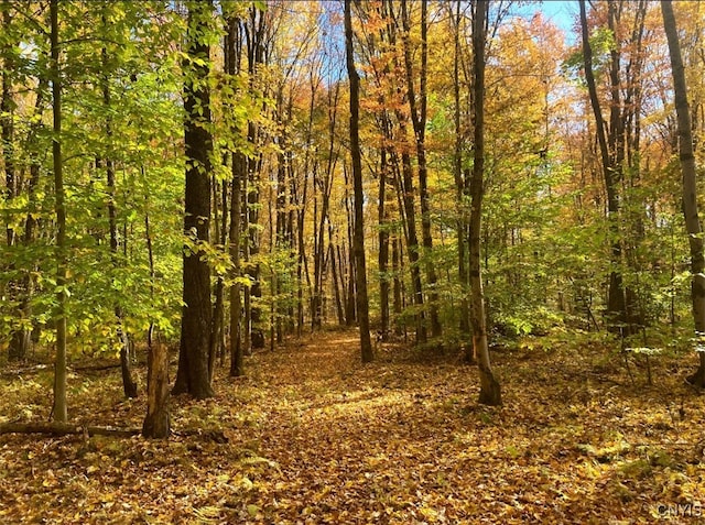 1808 Mulholland Rd, Vienna, NY 13123 - view of tree filled area