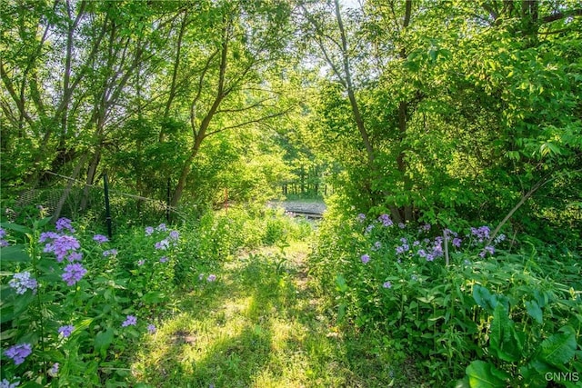 8367 S Main St, Le Ray, NY 13637 - view of woods