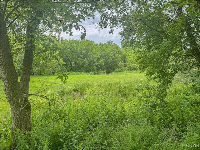8430 Willow St, Le Ray, NY 13637 - view of tree filled area