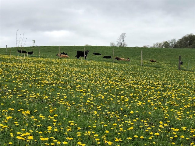 377 Bingham Center Rd, Bingham, PA 16923 - view of green lawn featuring a view of rural / pastoral area