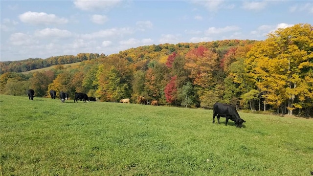 377 Bingham Center Rd, Bingham, PA 16923 - view of property's community featuring a forest view and a yard