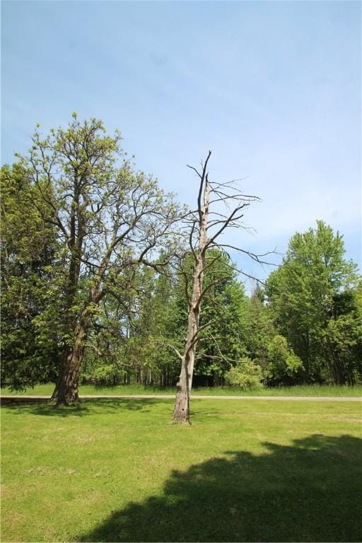 136 Knapp St, Albion, NY 14411 - view of green lawn