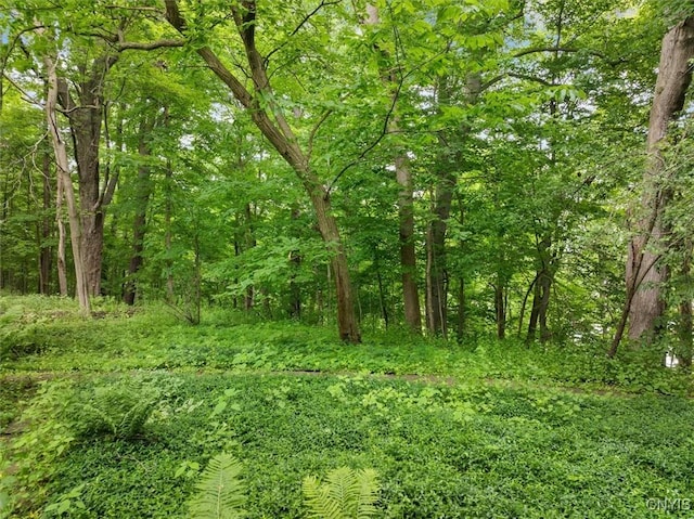 13 Dodd St, Whitestown, NY 13492 - view of tree filled area