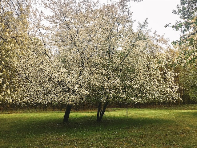8 Small Rd, Middletown, NY 12455 - view of nature