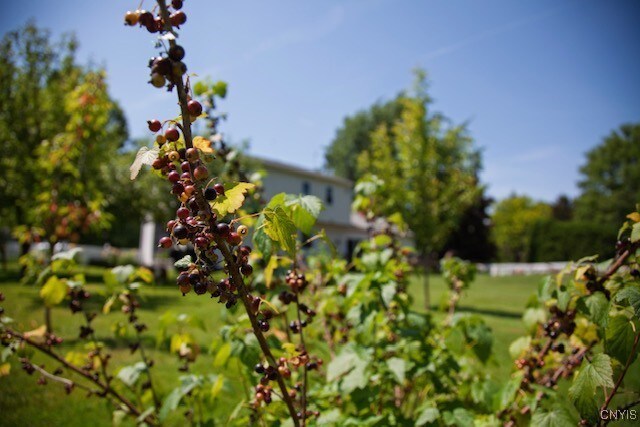 5458 Oxbow Rd, Cazenovia, NY 13035 - view of yard