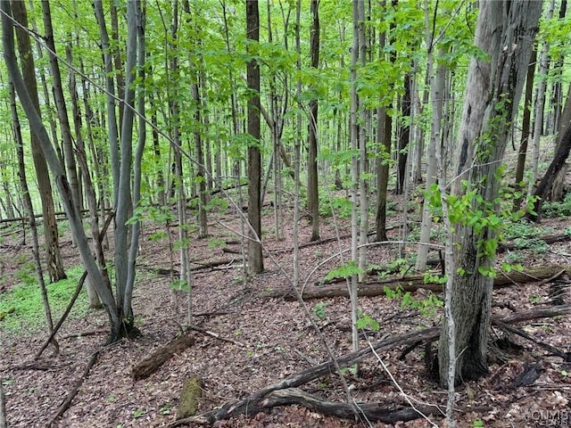 Old State Rd, Nelson, NY 13061