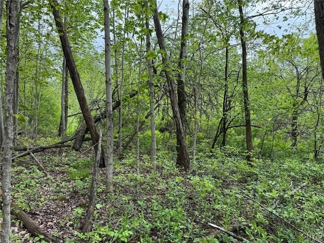 Old State Rd, Nelson, NY 13061