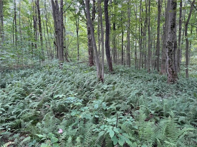5368 Herrick Rd, Gerry, NY 14740 - photo 14