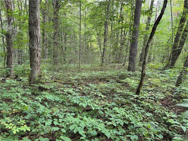5368 Herrick Rd, Gerry, NY 14740 - photo 5