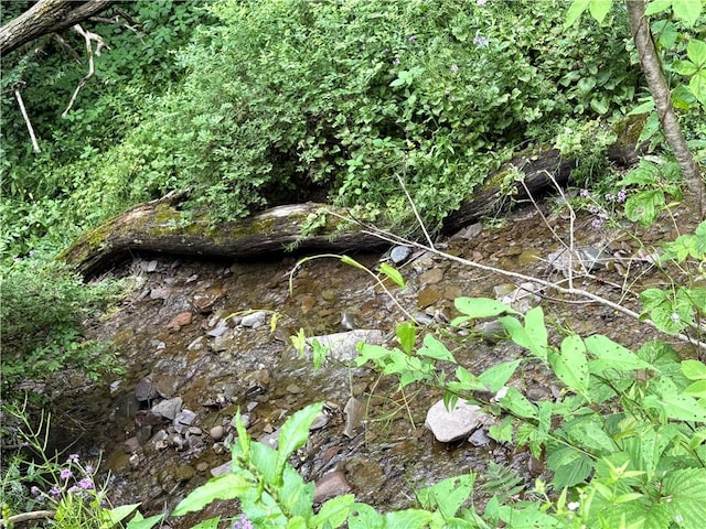 839 State Highway 7, Unadilla, NY 13849 - view of local wilderness