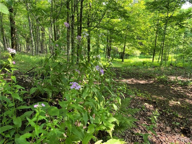 847 Jordanville Rd, Columbia, NY 13357 - photo 47