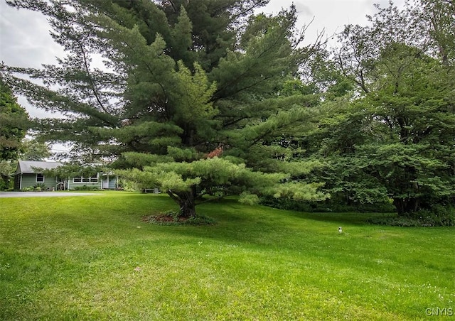 3959 Number Nine Rd, Cazenovia, NY 13035 - view of green lawn