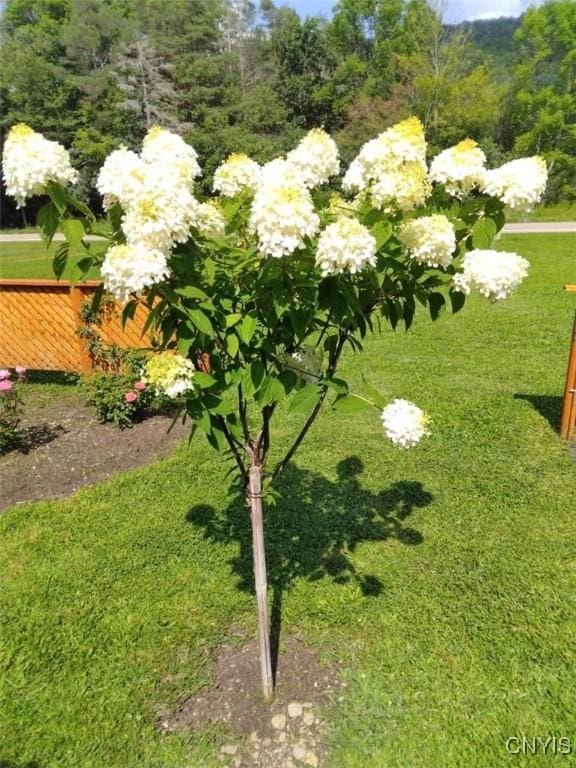 11797 State Route 70, Grove, NY 14884 - view of yard