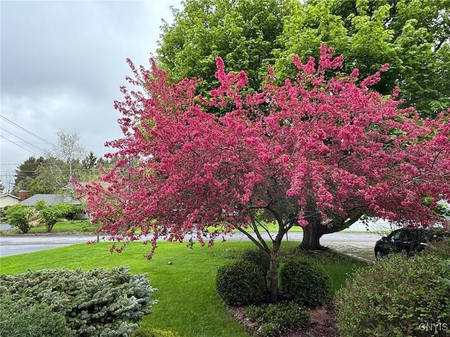 230 Thornton Cir S, Camillus, NY 13031 - view of property's community featuring a lawn