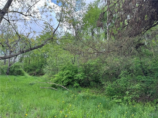 41856 County Route 41st Rd, Wilna, NY 13665 - view of tree filled area