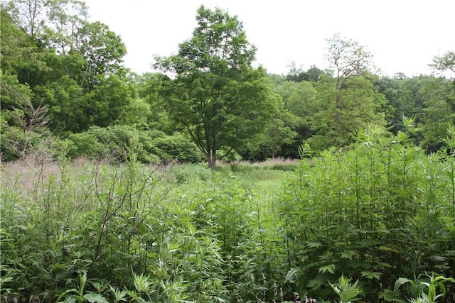6581 Chappel Rd, Addison, NY 14801 - view of tree filled area