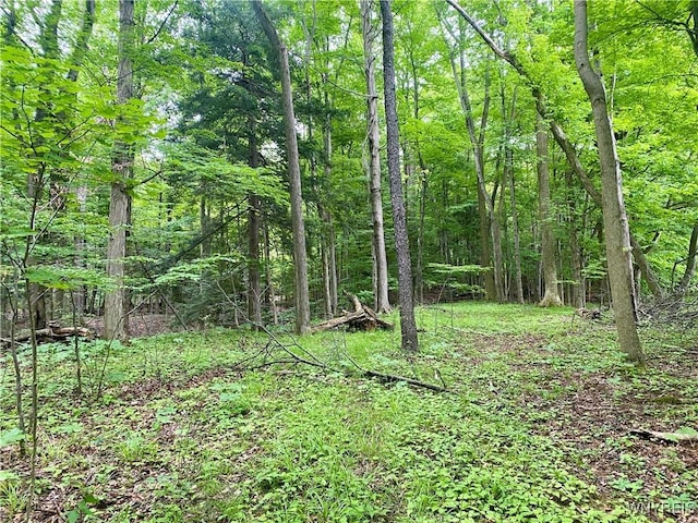 11671 Gowanda State Rd, North Collins, NY 14111 - view of tree filled area
