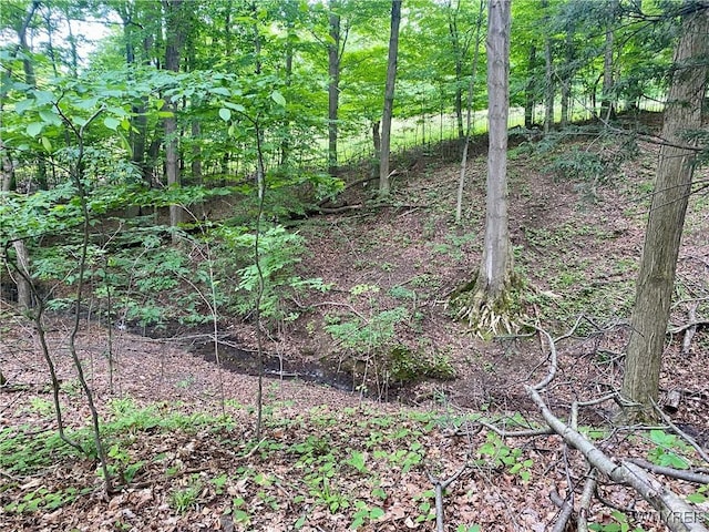 11671 Gowanda State Rd, North Collins, NY 14111 - view of local wilderness