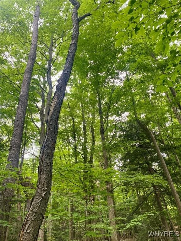 11671 Gowanda State Rd, North Collins, NY 14111 - view of wooded area