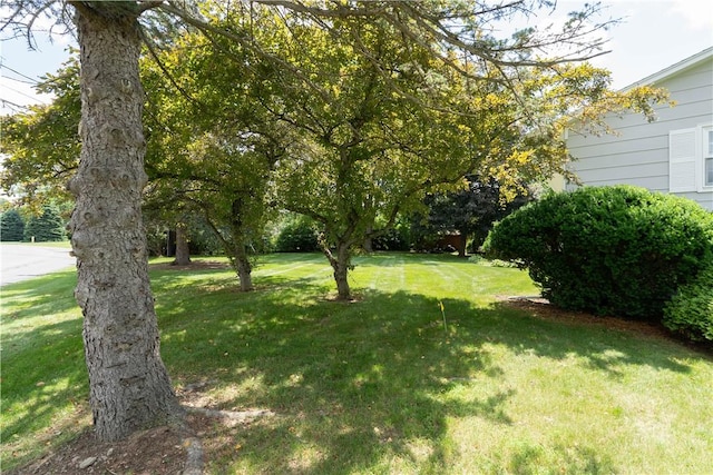 6 Meadowbrook Ter, North Dansville, NY 14437 - view of green lawn