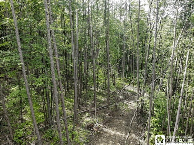 738 Four Mile Rd, Allegany, NY 14706 - photo 9