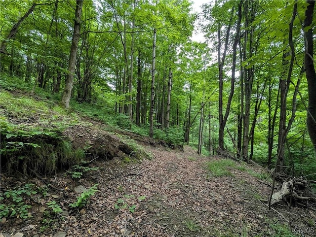 Paynesville Hill Rd, Independence, NY 14897 - photo 19