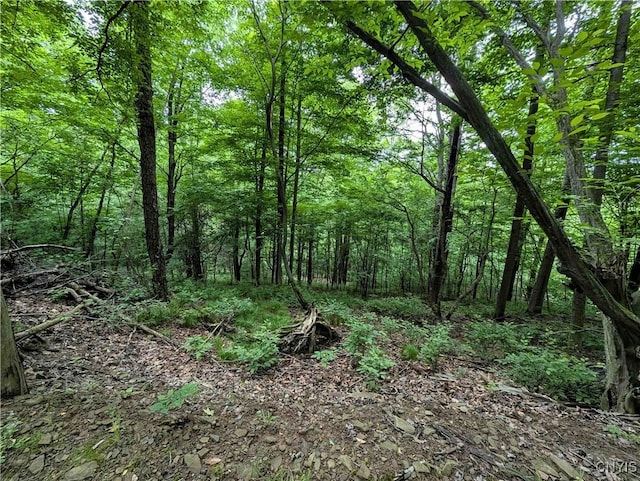 Paynesville Hill Rd, Independence, NY 14897 - photo 20