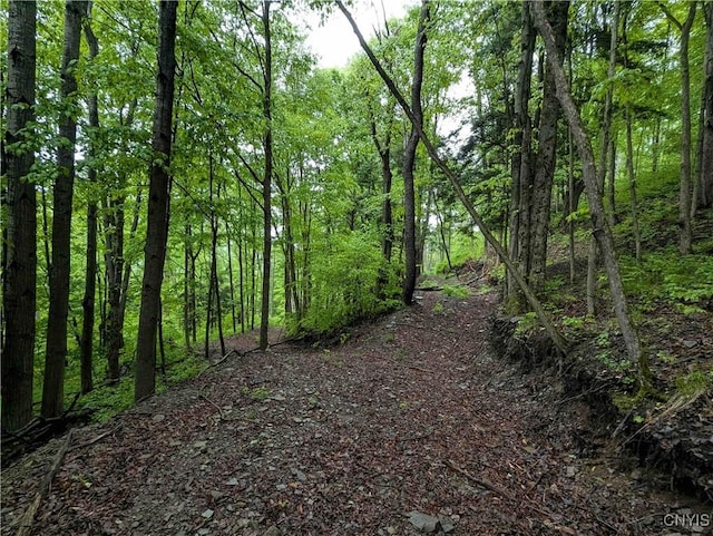 Paynesville Hill Rd, Independence, NY 14897 - photo 21