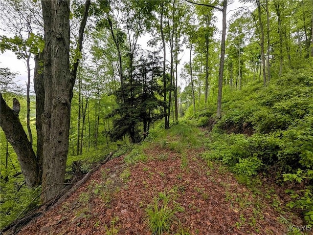 Paynesville Hill Rd, Independence, NY 14897 - photo 24