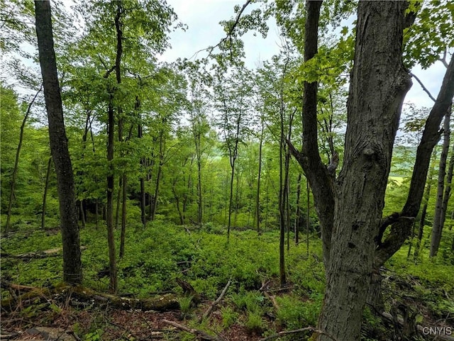 Paynesville Hill Rd, Independence, NY 14897 - photo 25