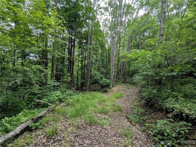 Paynesville Hill Rd, Independence, NY 14897 - photo 26